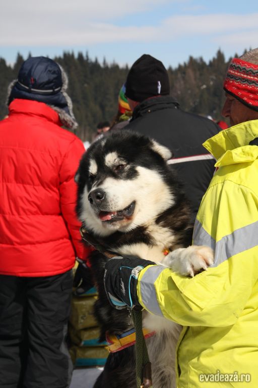 Concurs cu sănii trase de câini - Harghita | 4
